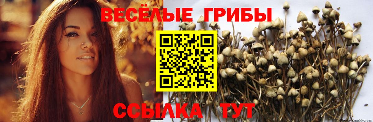 Псилоцибиновые грибы Psilocybe Магадан
